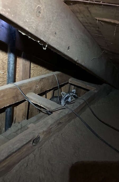 A racoon hiding in an attic